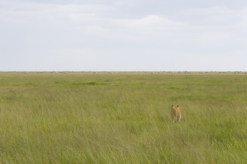 Lioness Heading Out To Hunt